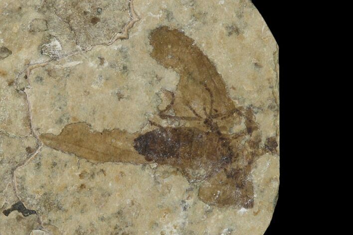 Fossil March Fly (Plecia) - Green River Formation #138476